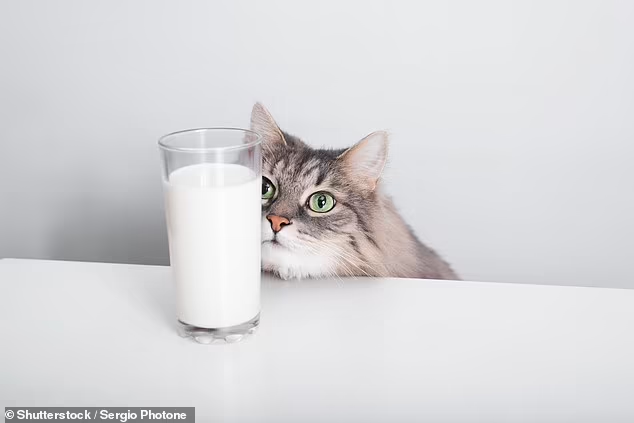 Известно, что кошки обожают миску молока, но эксперт предупредил, что многие из них не переносят лактозу, и это может вызвать у них проблемы.