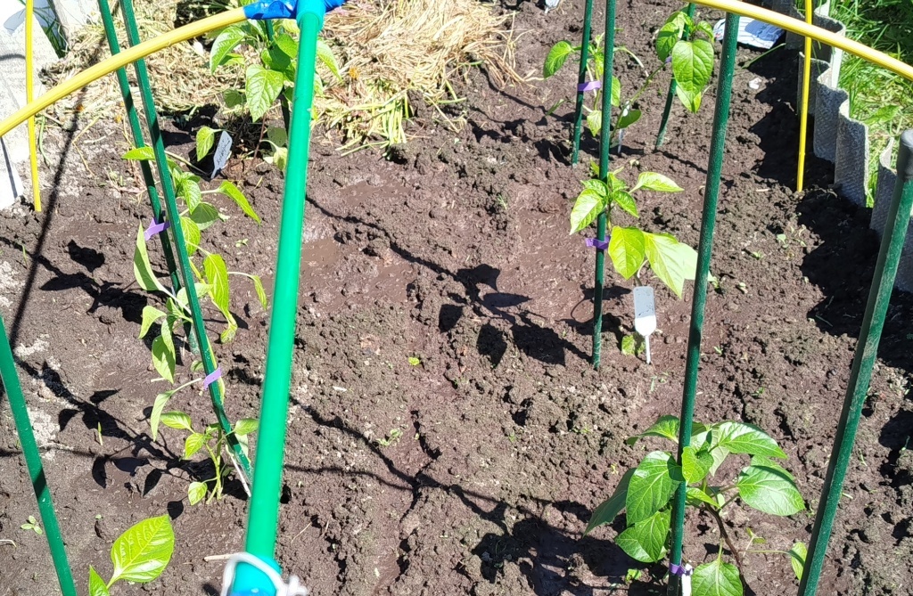  Перцы готовы к укрытию на ночь