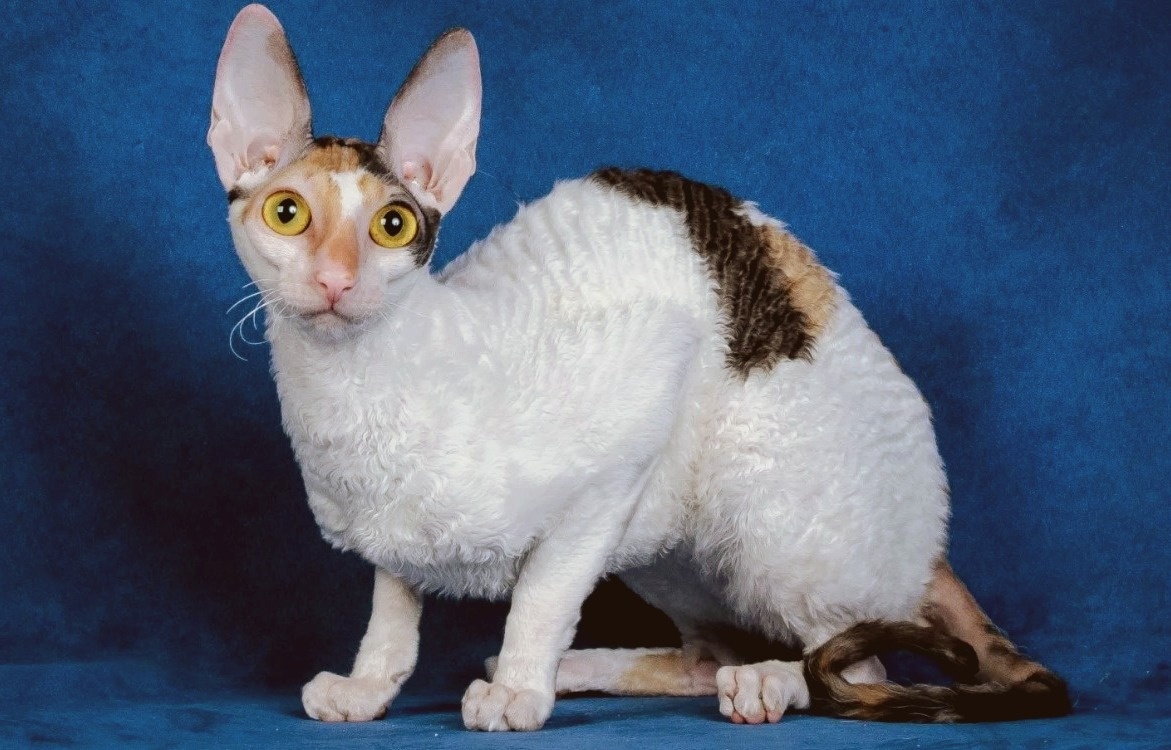 Корниш-рекс