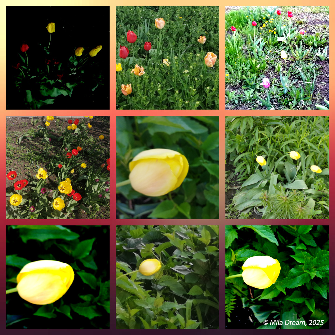 Жёлтые тюльпаны / Yellow tulips