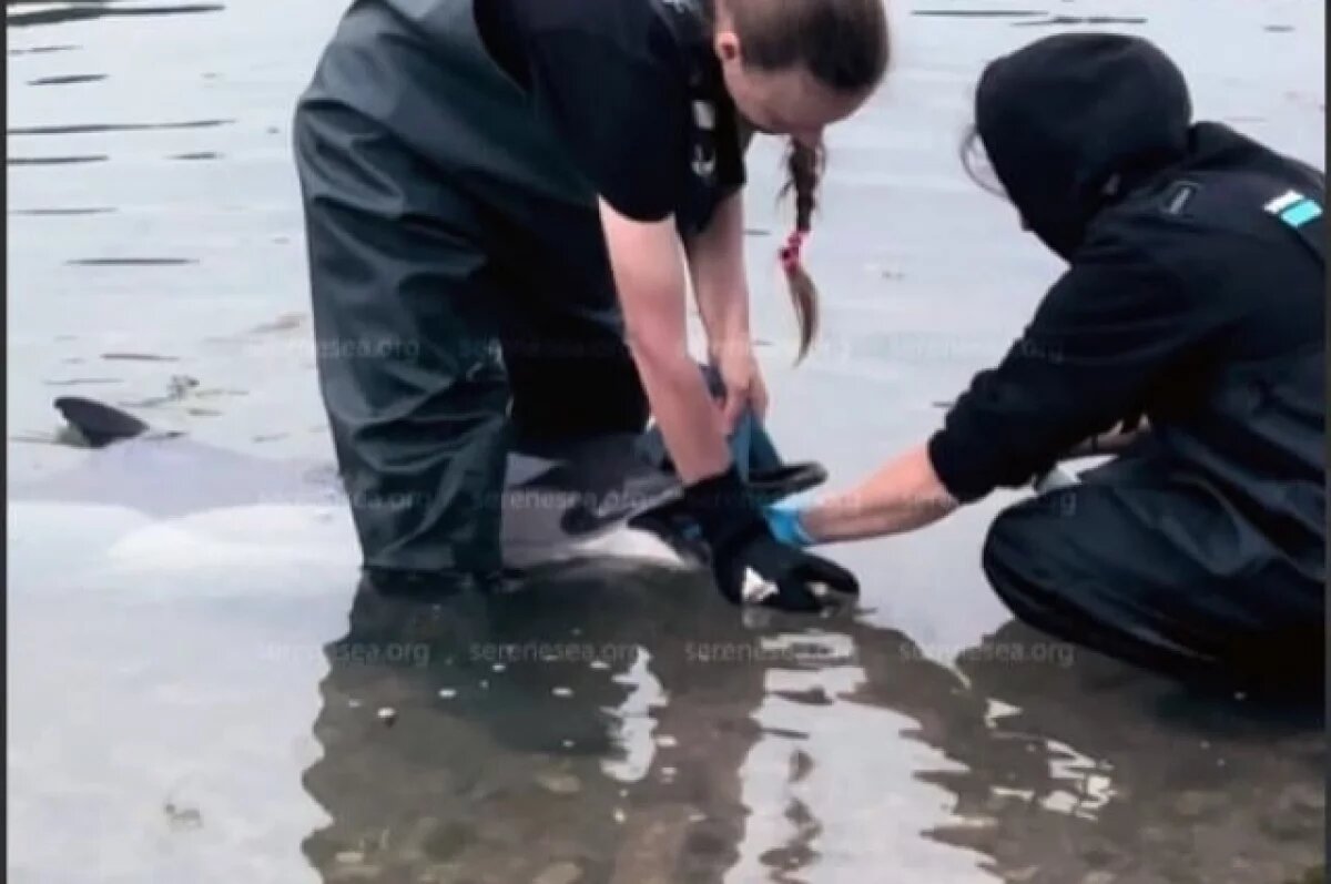    Умер дельфин Бублик, за жизнь которого боролись две недели в Севастополе