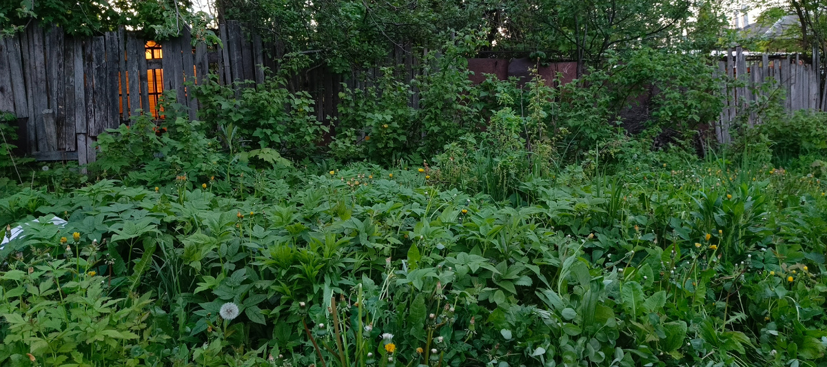 Фото сделано пару недель назад, сейчас куст с белой смородиной почти не виден из сныти 🤦🏼‍♀️