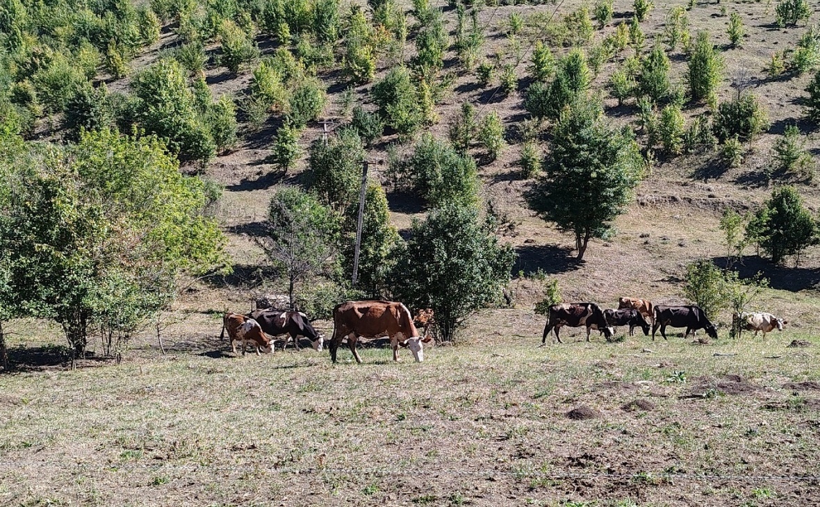 Фото: РБК Черноземье