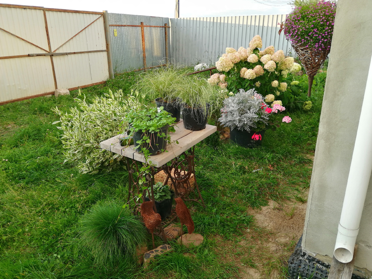 Весной 2023 года здесь лежали какие-то мешки и строительные материалы. Я всё разгребла и устроила в этом месте на лето контейнерный сад, чтобы не было соблазна снова заставить чем попало. 