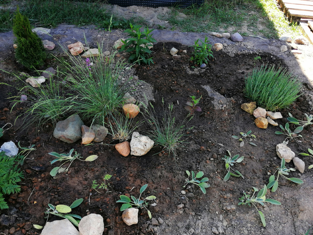 Правая половина цветника. Чистец шерстистый только посажен, овсяницы, гвоздика альпийская, флоксы. 