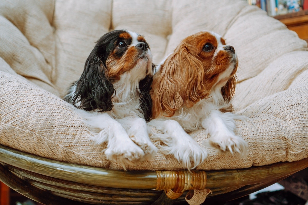 источник фото: https://media.zenfs.com/en/parade_pets_articles_328/9dd6012d41fbf8ee74e685258bff6346