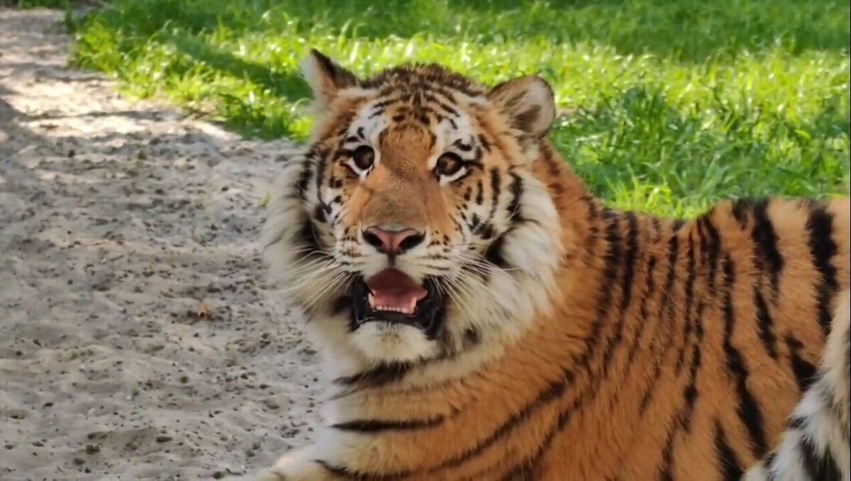     Автор: Ростовский зоопарк