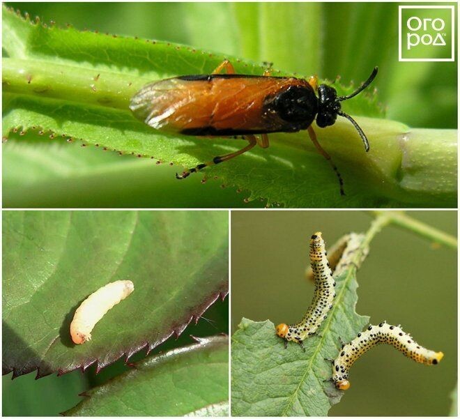 Взрослая особь, куколка и личинки-гусеницы. Фото из интернета 