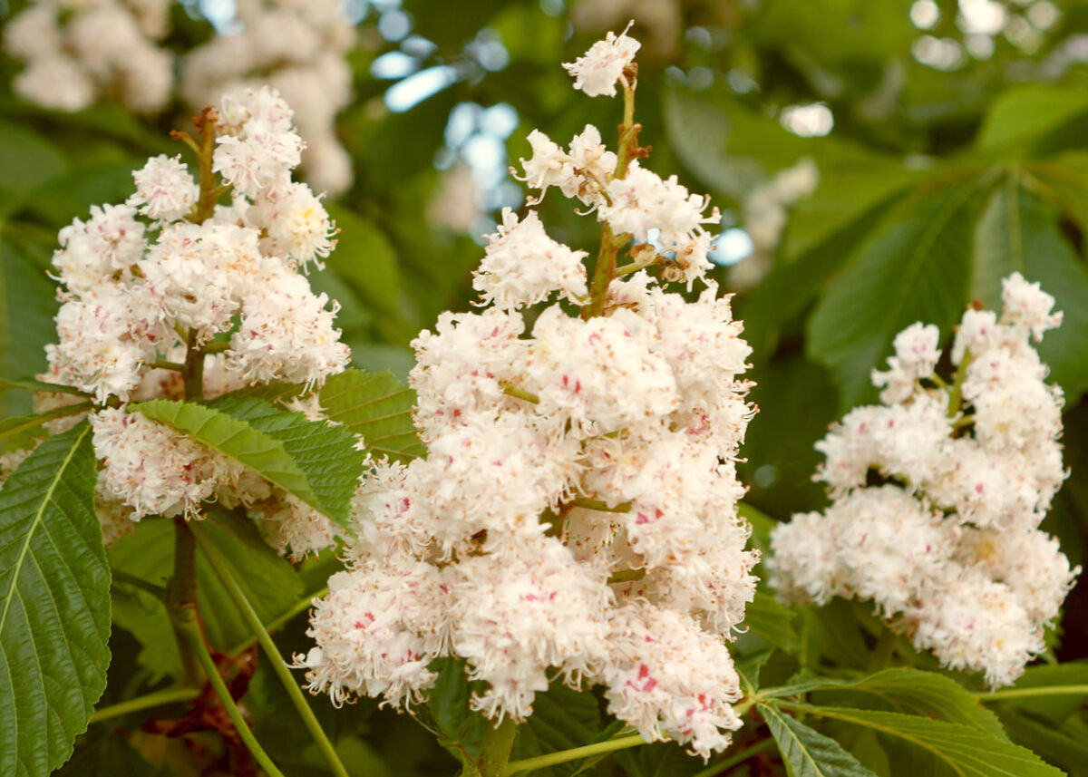 Фото Михаила Шантаренко t.me/moscow_mylove