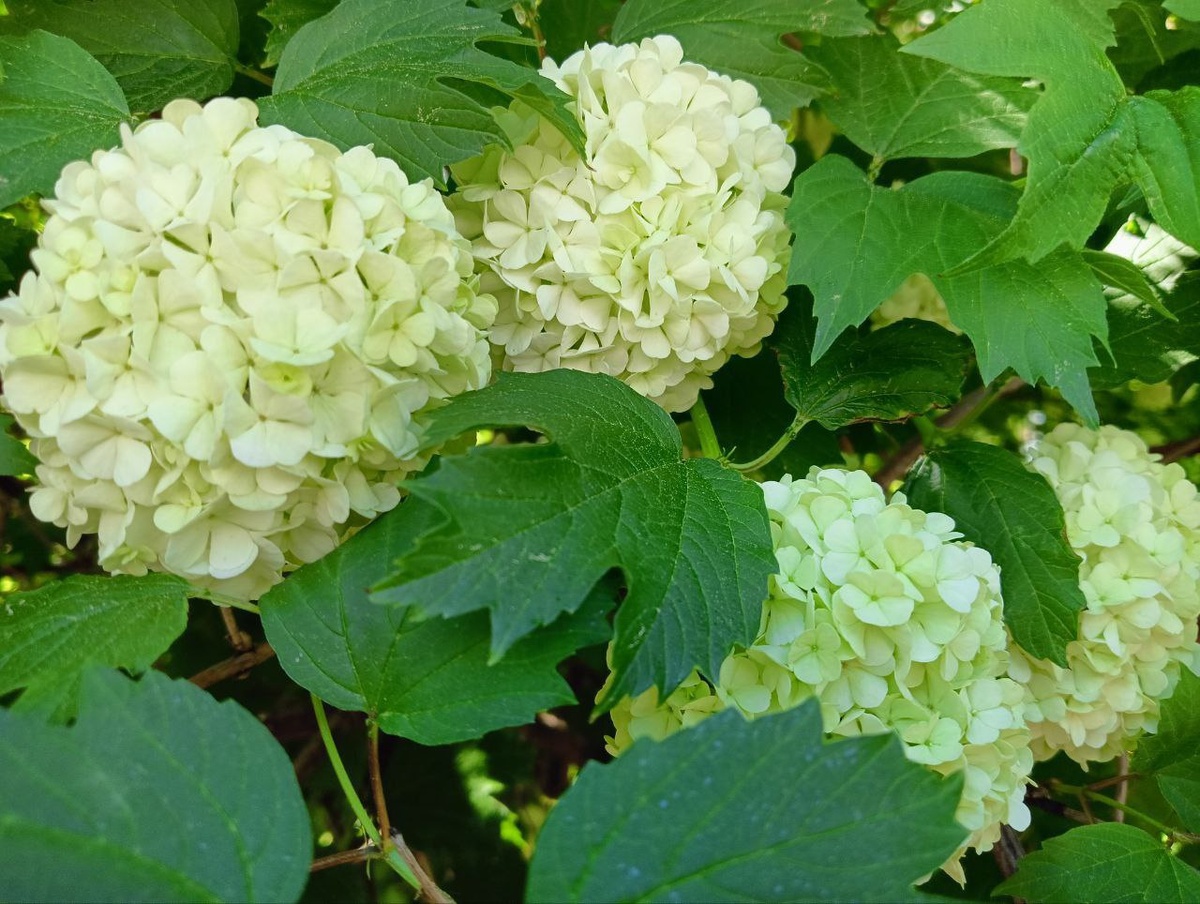 Фото Михаила Шантаренко t.me/moscow_mylove