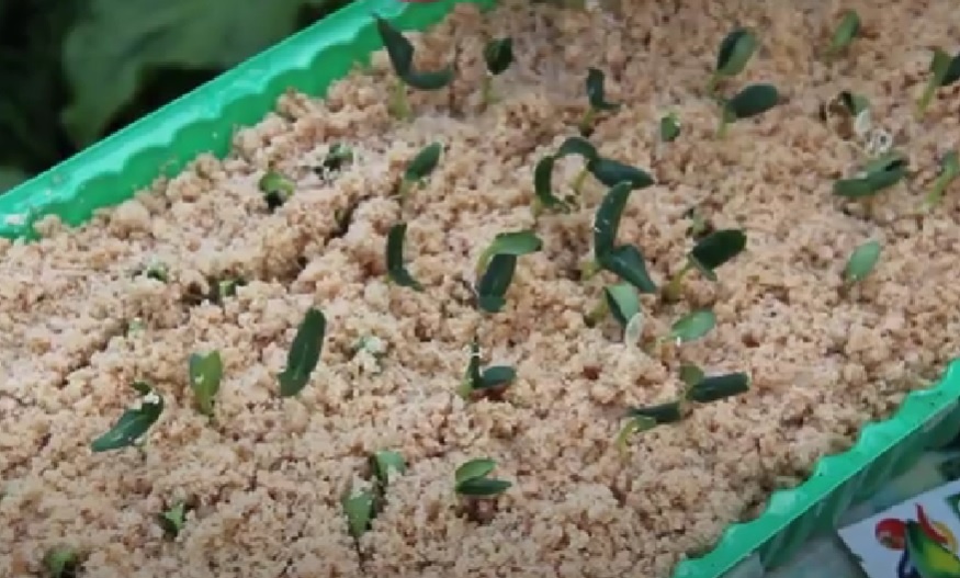 Фото из личного архива