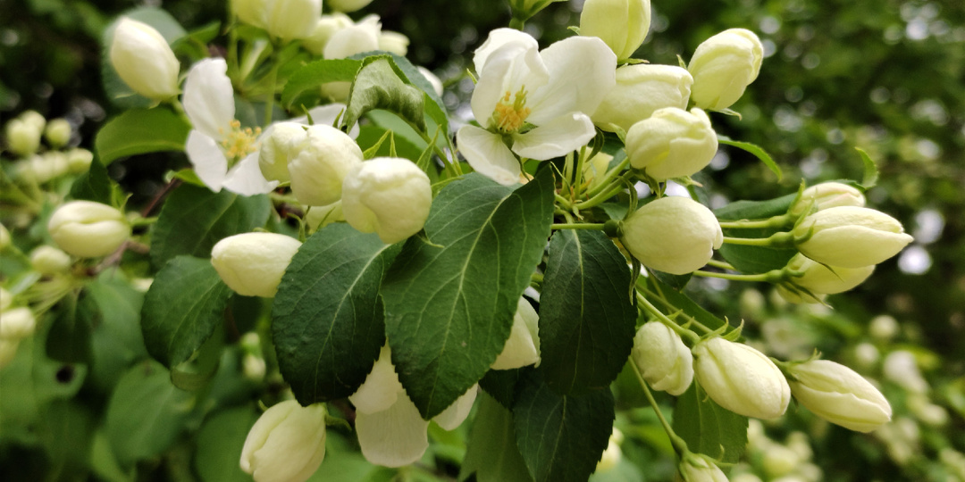 Яблоня цветет? Сейчас она нуждается в подкормке больше всего