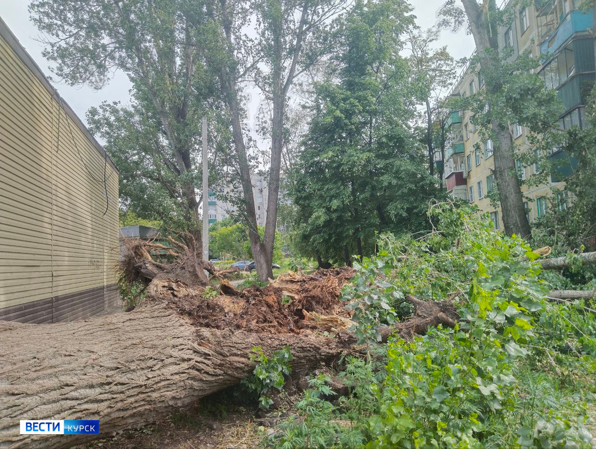   Сегодня в Курске на улице Менделеева упал гигантский тополь