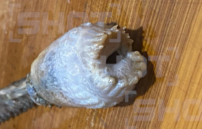    Скриншот: t.me/shot_shot/81615