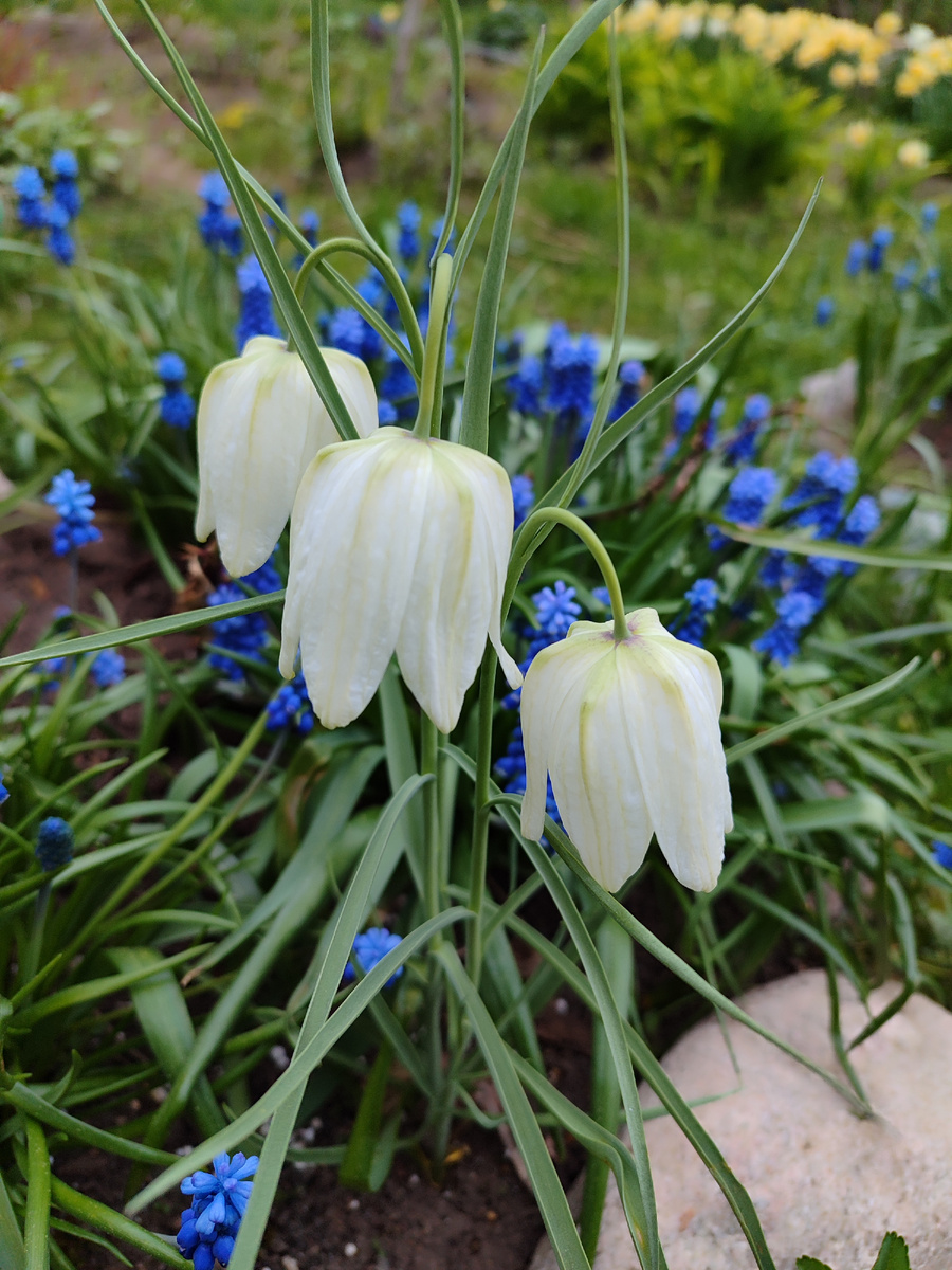 Немного моей дачной красоты вам в ленту.