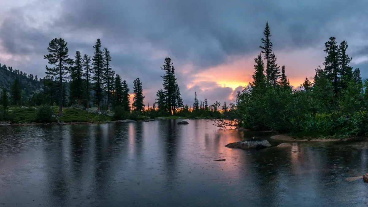 Сибирские леса