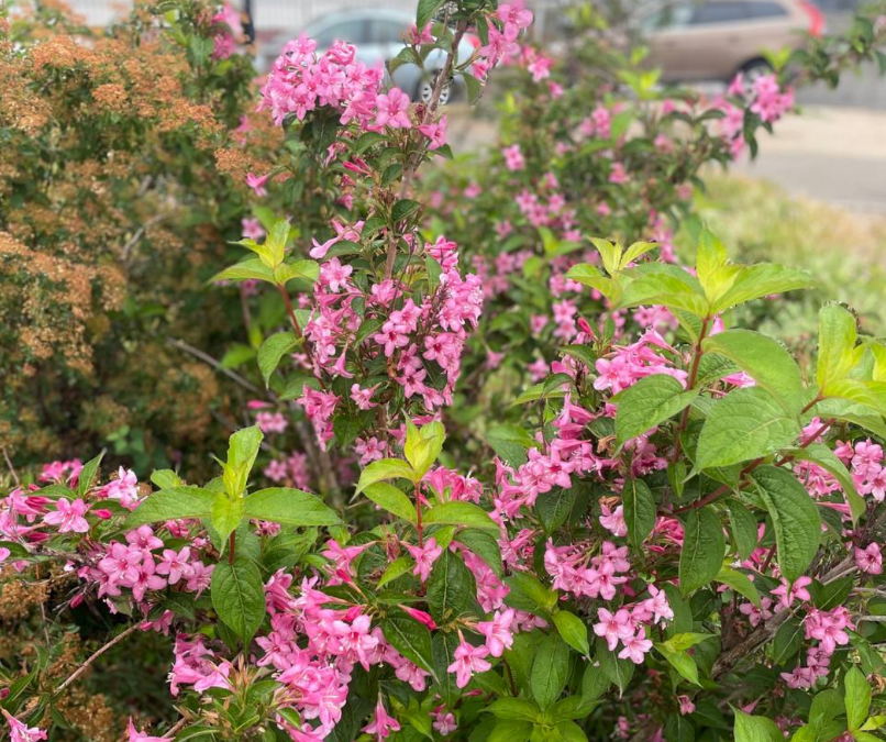 Фото автора 28.05.2025