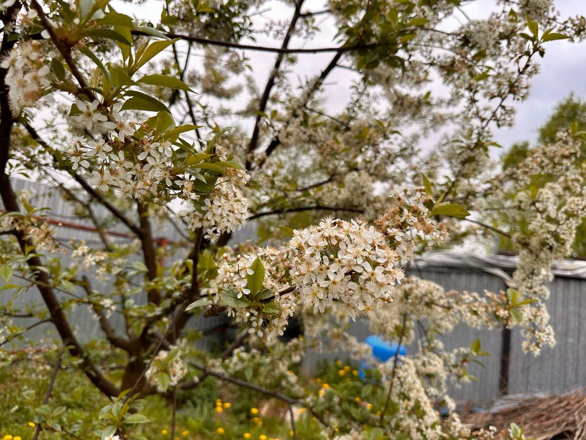 Цветущая вишня