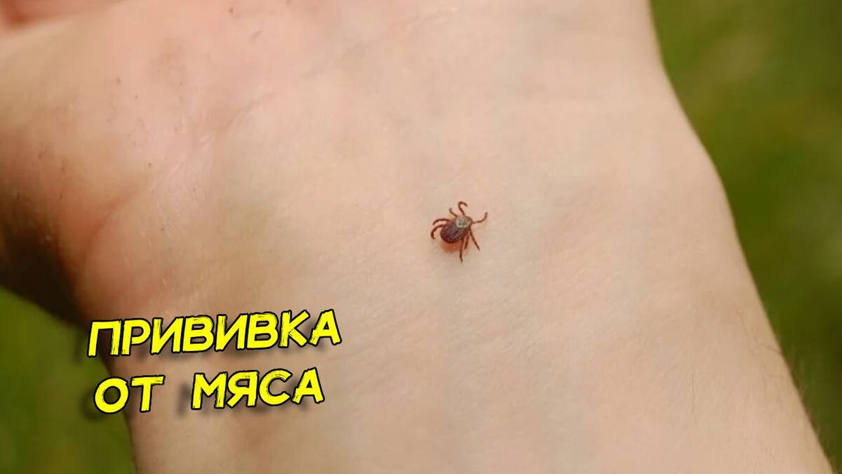 Amblyomma americanum