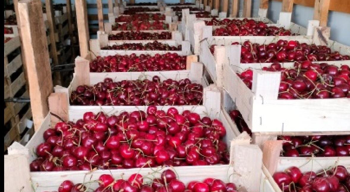    © Управление Россельхознадзора по Кировской области, Удмуртской Республике и Пермскому краю