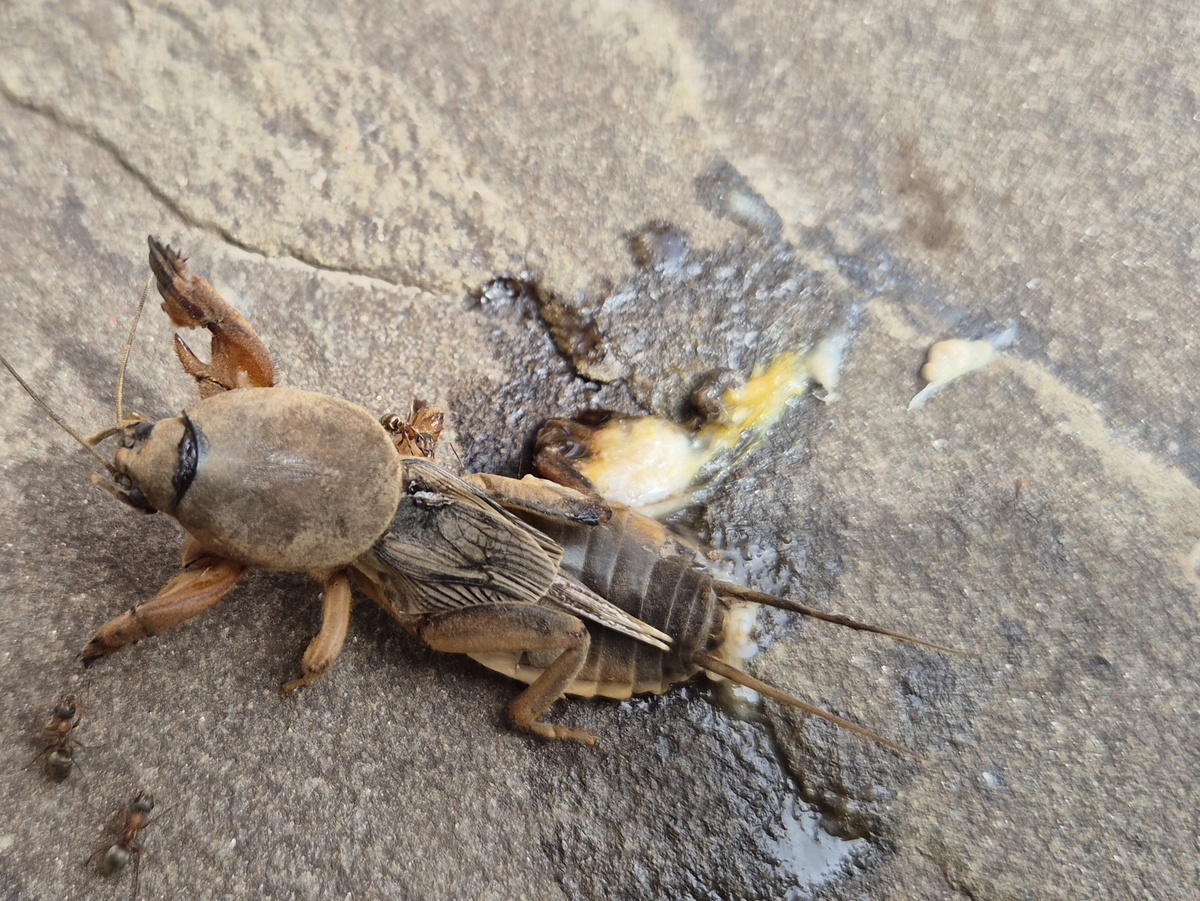 Медведка. Вредитель моего огорода 