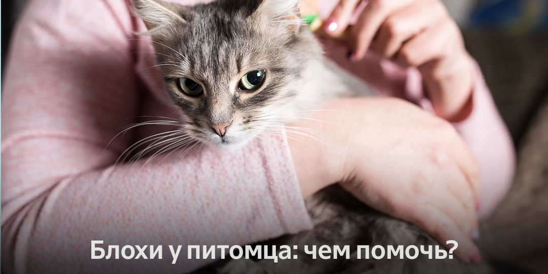 Блохи у питомца: чем помочь?