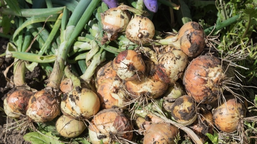 Заменяю золу простой кухонной солью для крупного лука. Бабушкин рецепт работает 40 лет подряд