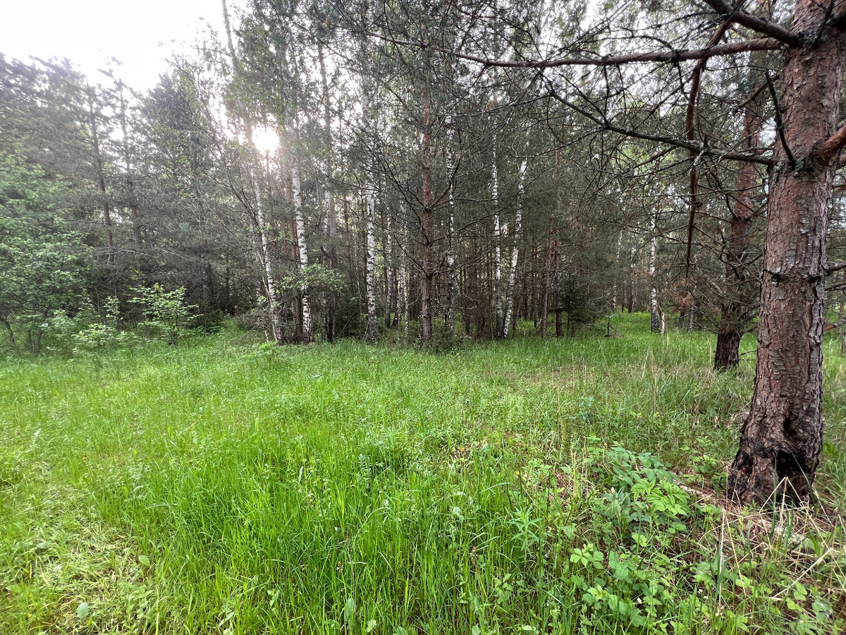 Здесь сильные и ранние грибницы подберезовиков.