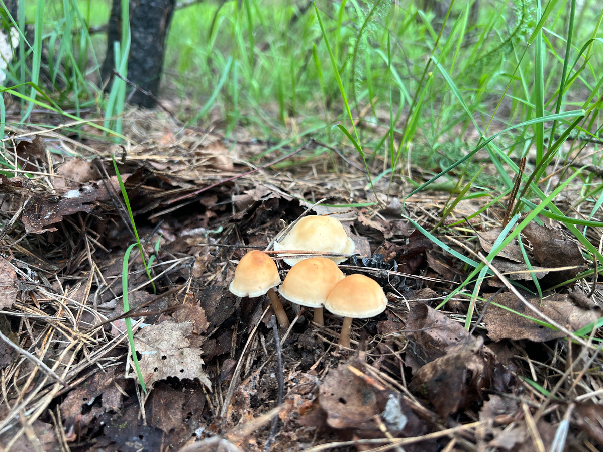 Коллибии лесолюбивые. Фото автора. 28.05.25