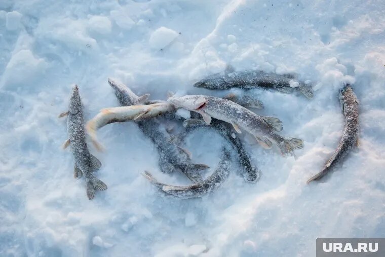 У зимней рыбалки есть свои преимущества. Фото: Алексей Андронов © URA.RU