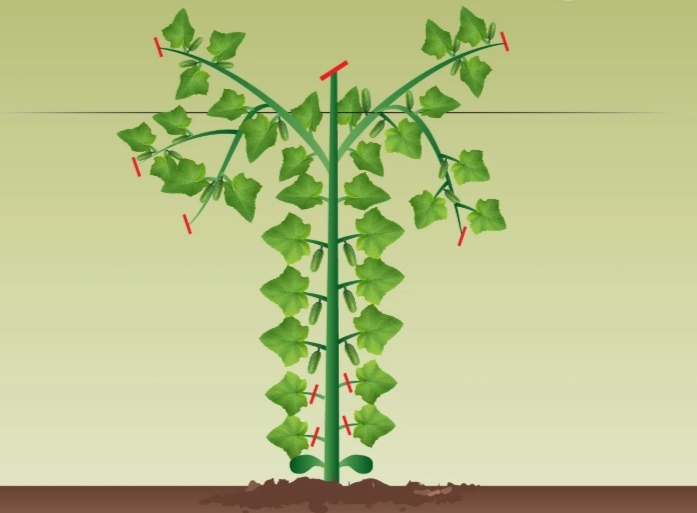 Фото из свободного доступа в интернете