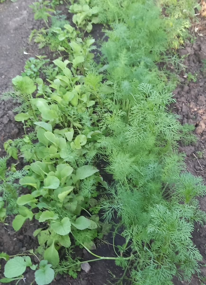 теперь с укропом у меня все в порядке
