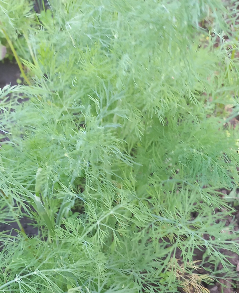 грядка уже наполовину опустела, зелень вкусная и аромтная