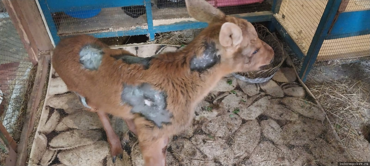 Фото здесь и далее: подворье «Птичий дворик»