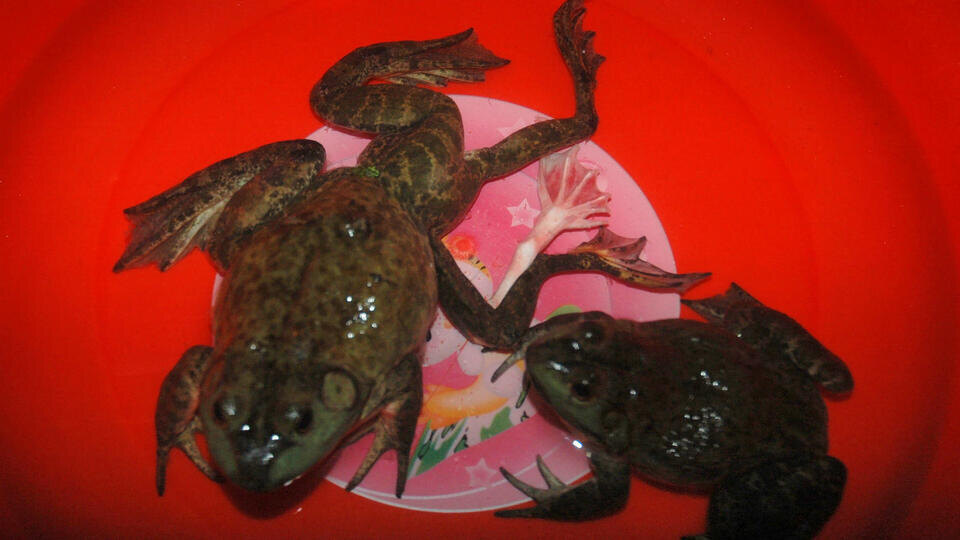 Фото: © www.globallookpress.com/Shao Xiaoyin/CFP 2009