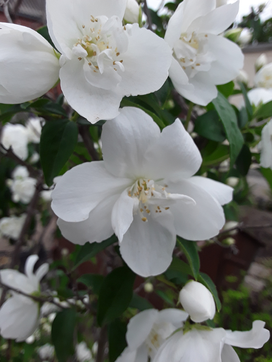 Жасмин махровый 2025 год. 