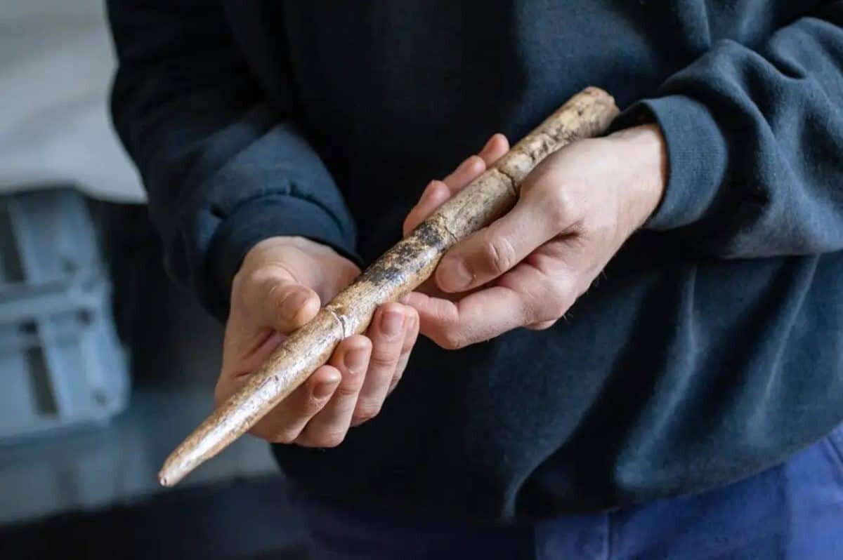    Древко, изготовленное из кости серого кита. Найдено на территории Франции / © Alexandre Lefebvre