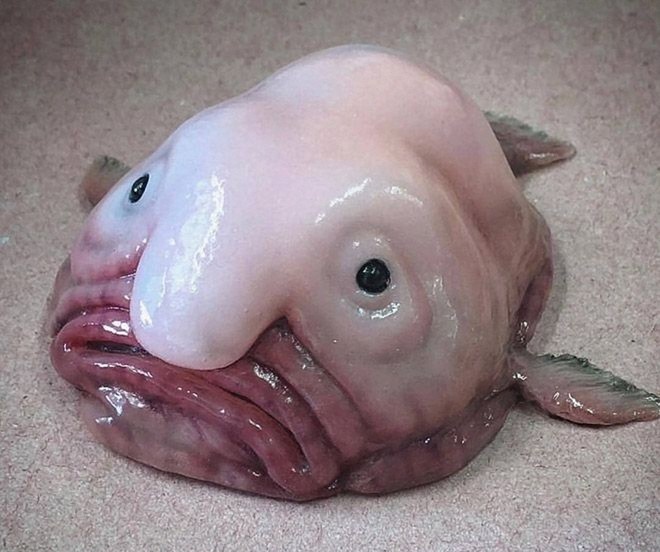 Глубинный житель, покоривший интернет своей грустью