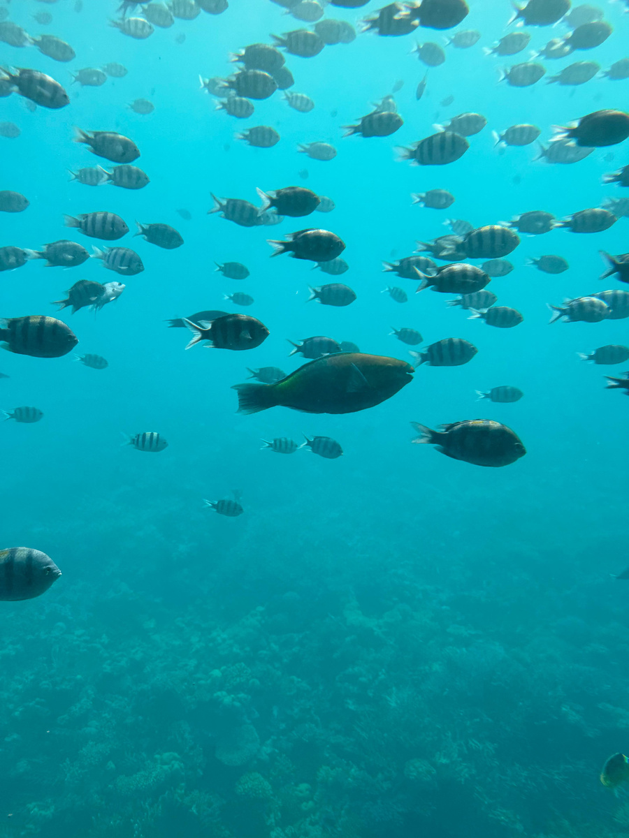 «Планета Лета»