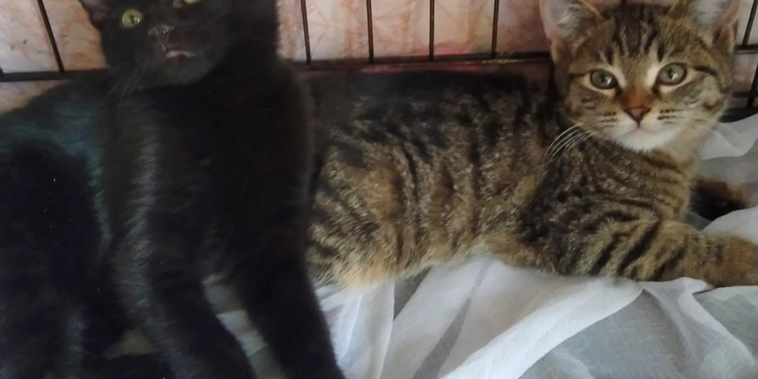 Рождены в подвале, но созданы для любви. Шестеро котят ищут дом 🏡🔎😻