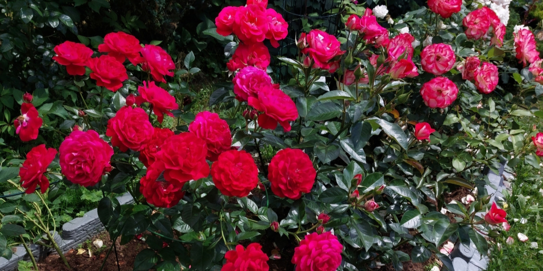 "Дополнительный скорый". Вопросы - ответы про розы. 29 мая 2025 года