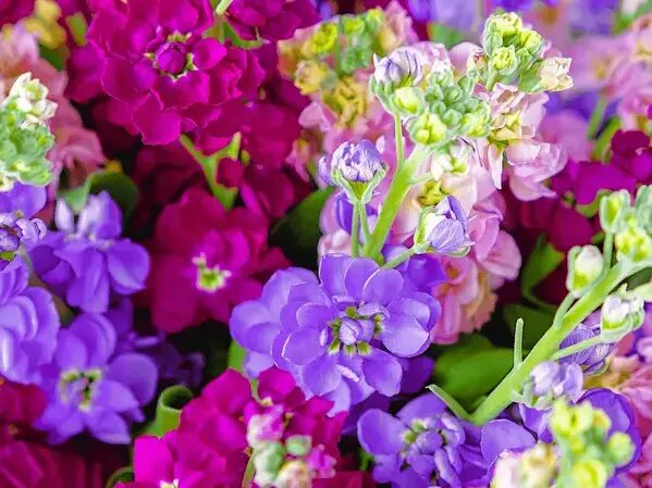   Нежная и ароматная маттиола в букете Вера Курилыч