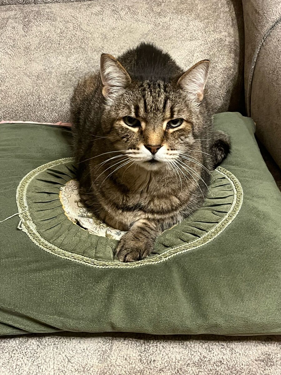 Коша. Фото Кирилла П.