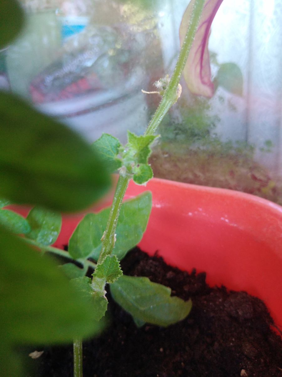 Фото автора канала на балконе