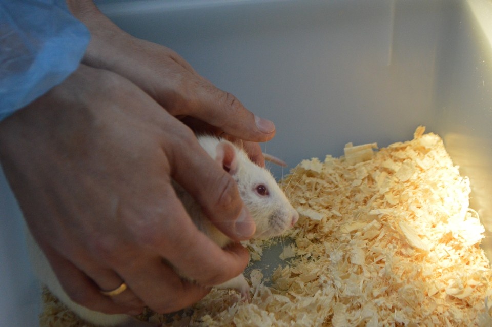    Эксперименты на белых крысах чистых генетических линий дают точные и достоверные результаты Роман ПОБЕРЕЖНЮК