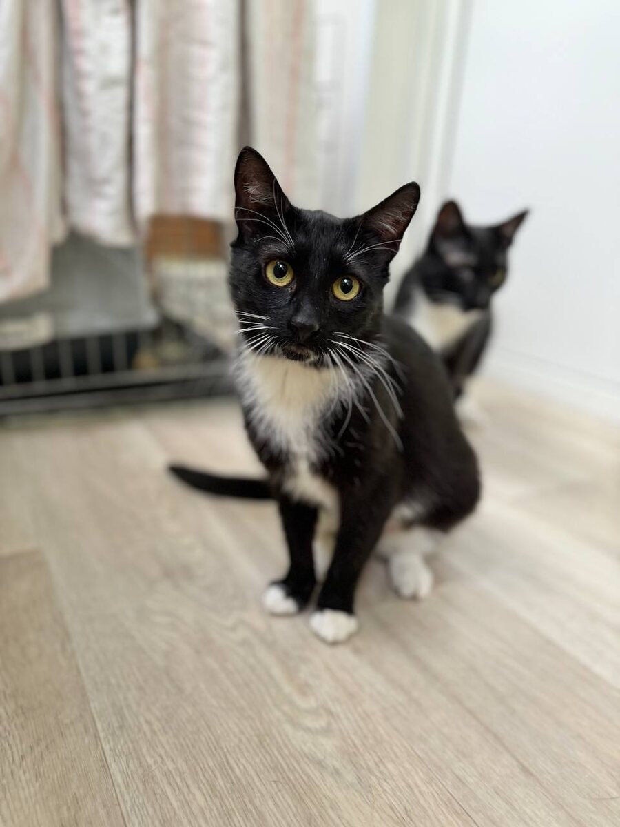 Я Рамона! Симона сзади