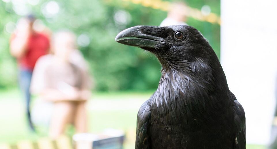    Государственный музей-заповедник "Зарайский кремль"
