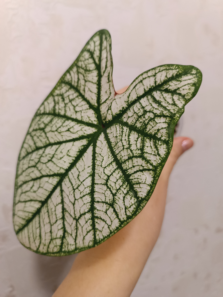 Каладиум Candidum