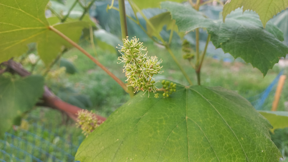 Виноград расцветает... 