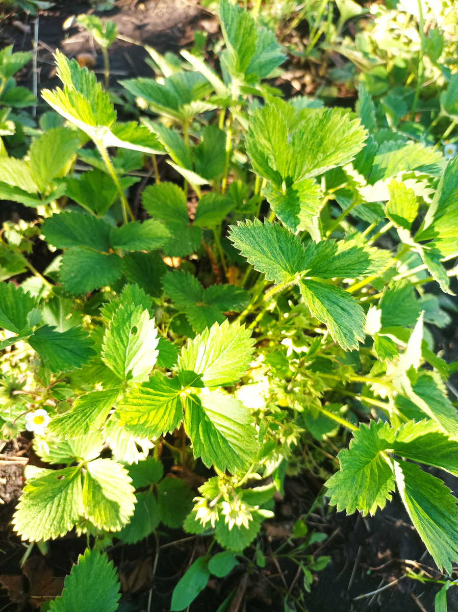 Клубничку обработала и удобрила.